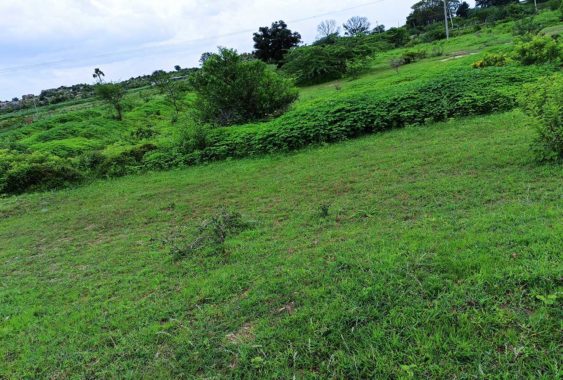 Green-City-Avenues-Peddashapur-Plots-Buy-Sale-Jukal-Village-Pedda-Shapur-Samshabad-Hyderabad