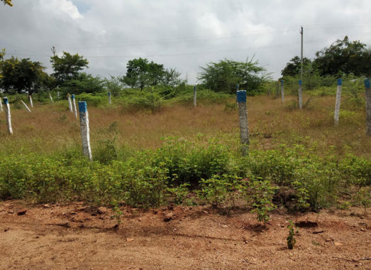 Sparrow-ShorePlots-Dubbacherla-Mansanpally-Maheshwaram-Rangareddy-Hyderabad